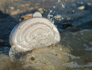 Spiraled Shell Acrylic Clutch