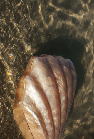 Acrylic Shell Clutch